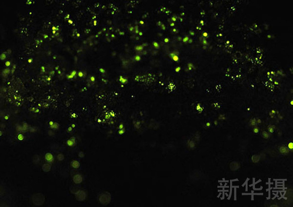 从即将孵化的卵开始，雷氏萤就开始了它们发光的历程。这星星点点的黄绿色光芒预示着一只只敏捷残酷的掠食者即将来到世界上。