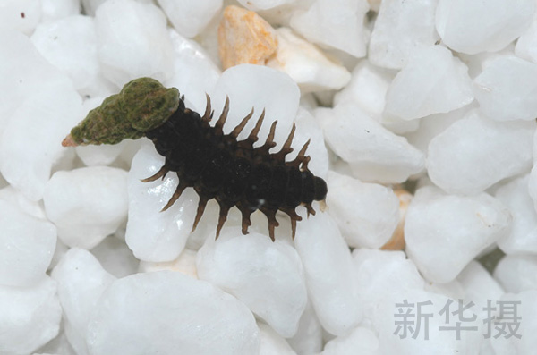 血吸虫的中间寄主钉螺也在雷氏萤也爱吃。当然，淡水螺类来源不足的时候，雷氏萤火也会食用多种生物的尸体进行营养补充，但是活物还是最爱。