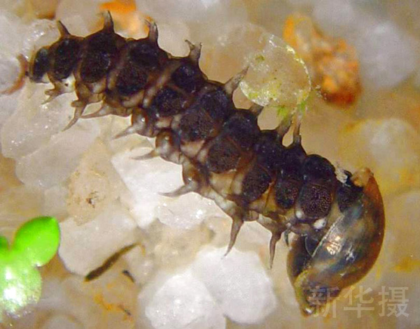 像很多萤火虫一样，看似小清新的它们，其实是颇为凶残的重口味掠食者。它们最爱的食物小型水生软体动物，菜单中不乏锥实螺、扁卷螺等人类重要寄生虫的中间寄主。如果萤火虫大量减少的话，势必导致这些软体动物的繁盛，从而给人类的公共卫生带来很大的挑战。