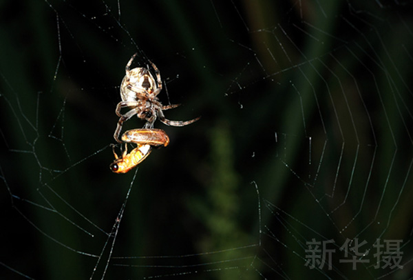蜘蛛是雷氏萤成虫的主要天敌之一，求爱的旅途远非一帆风顺。萤火虫是公认的环境指示物种，像很多掠食动物那样，它们对环境十分敏感。天敌的捕杀都是次要的，水质、空气、植被等环境的恶化对于雷氏萤造成的危害更大。