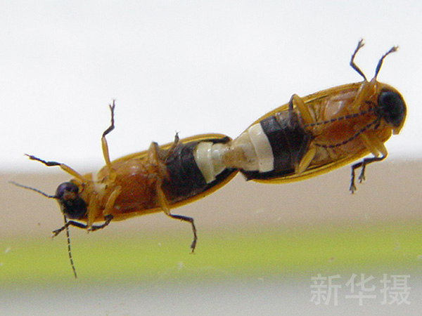 努力地发光，只是为了这幸福而神圣的一刻。萤火虫的生育能力不弱，交配成功的雌虫一次可以产下100-200枚卵，但是由于环境破坏和人为捕捉，包括雷氏萤、武汉萤在内的多种水生萤火虫种群的情况都不容乐观。