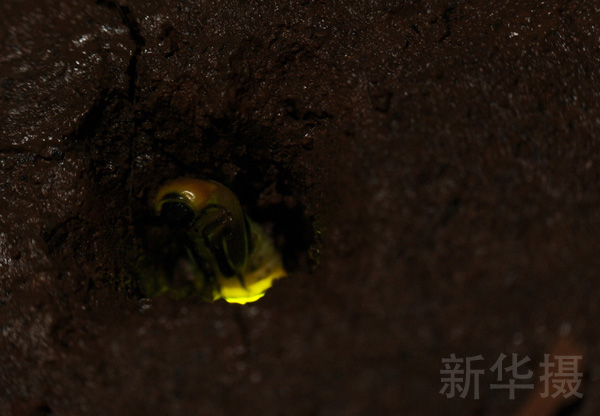 雷氏萤会在洞中化蛹，为最后的华丽演出积蓄力量。雷氏萤的成虫将不再进食固体食物，完全依赖幼虫时代积累的脂肪生活。