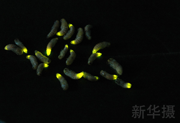 是的，雷氏萤的蛹也是会发光的。萤火虫发光的诀窍是一种叫做萤火虫萤光素酶的蛋白质，它能催化萤火虫荧光素在ATP与镁离子的共同作用发出荧光。