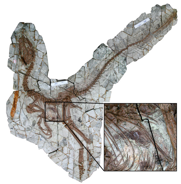 中华丽羽龙的化石（摄影/邢立达）