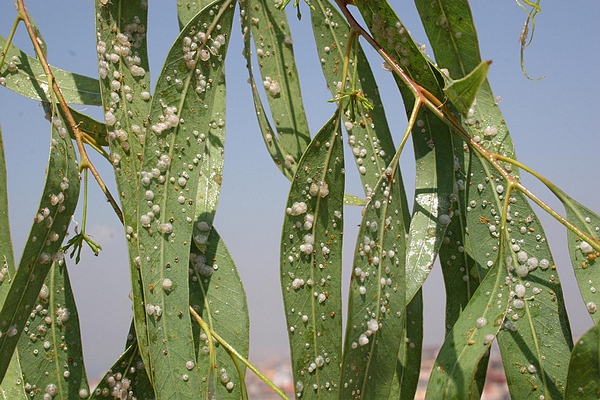 遭到赤桉木虱攻击的桉树（图片：sisef.it）