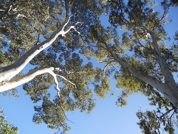 加州的赤桉树（图片：eucalypso.files.wordpress.com）