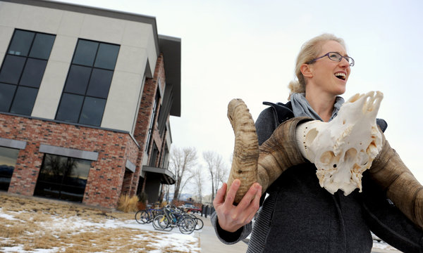 手持盘羊头骨的疾病生态学家芮内?普拉洛莱特（Raina K. Plowright），摄于美国蒙大拿州博兹曼市。（图片：Anne Sherwood/The New York Times）