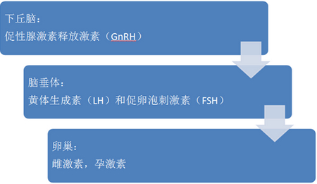月经周期的激素分泌来源于三级组织：下丘脑，垂体，卵巢。