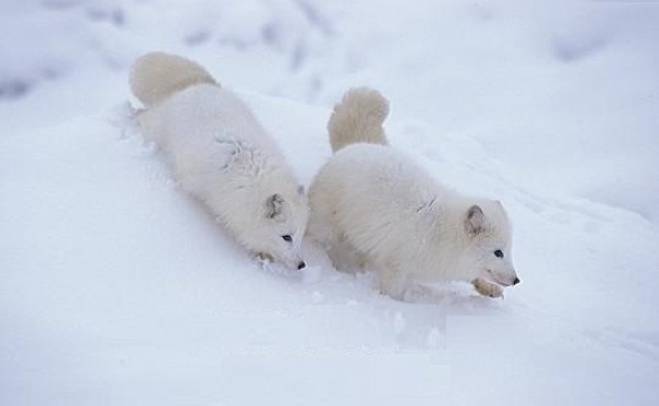 爬爬爬……（图片：photographersdirect.com）