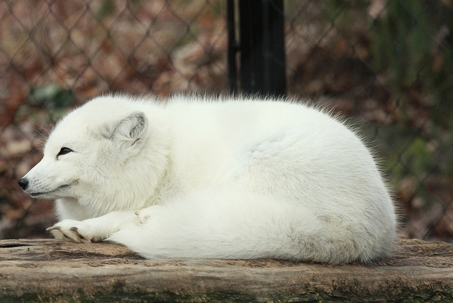 配音：伸懒腰~~（摄影：Scott Hanko／Flickr）