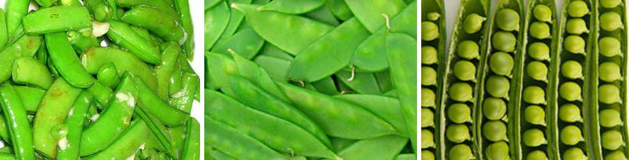 常见豆类蔬菜中适合生吃的有豌豆以及其变种荷兰豆和甜豆