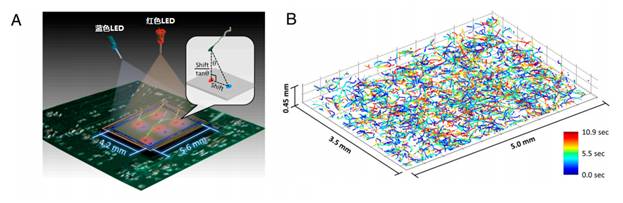 图1. 左图为全息影像系统的示意图，右图为重组的1575个精子运动的3D模型图。不同的颜色代表同一个精子头部处于这个位置时的时间。