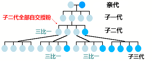 孟德尔的豌豆实验与性状分离/anthro.palomar.edu