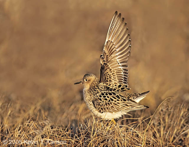 斑胸滨鹬的求偶炫耀（图片：kevinkarlsonphotography.com）