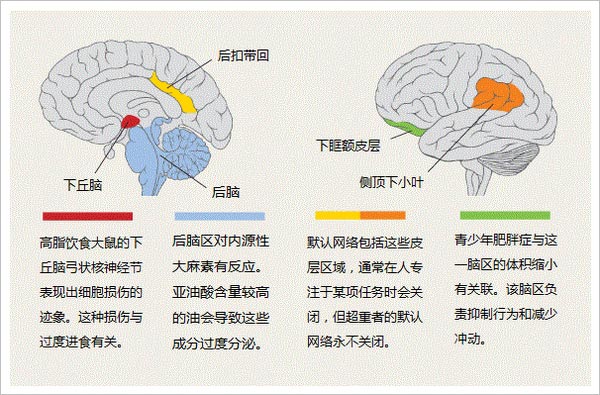 通过平衡卡路里的摄入和消耗，脑维持着健康的体重。然而最新研究表明，现代西方饮食习惯及其高水平的脂肪摄入，会造成脑部关键系统受损，导致功能紊乱。图片：Both: Patrick J. Lynch/Wikimedia Commons, adapted by T. Dubé