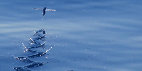 “助跑”起飞的飞鱼（图片：David J. Ringer）