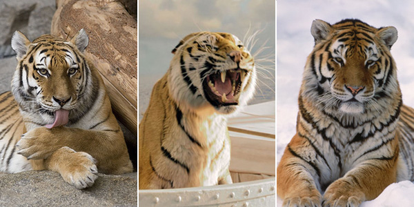 孟加拉虎、理查德?帕克、东北虎，你觉得哪两只更像呢？