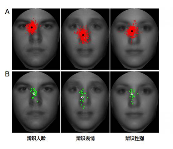 图1. 不同任务中受试者视线集中的位置。A图中的红点为所有眼神逗留过的位置，B图中的绿点为每一名受试者的平均视线集中点。