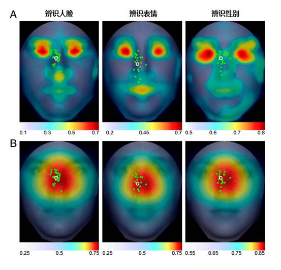 图3. 面部不同部分的信息量。A图为面部不同区域的绝对信息量分布；B图为综合考虑后，面部信息量的丰度分布