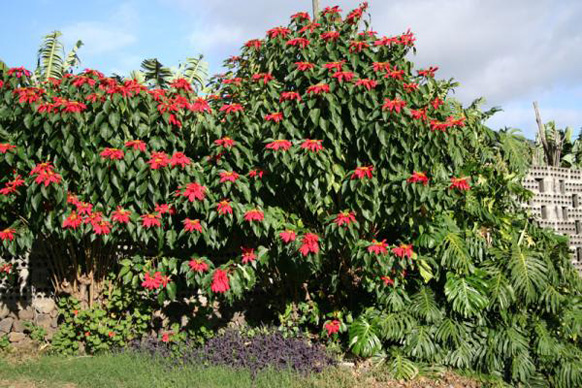 一品红可以长成大型灌木。图片来源：la-palma-tourismus.com