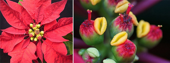 圣诞红顶端红色的苞片（左）和圣诞红的“花蕊”（右）。绿色的是杯状花序，旁边附着的是黄色腺体。突出的是雌花的雌蕊，周围顶端紫褐色的小点是雄花的雄蕊。图片来源：wiki commons, dailymacro.yakohl.com