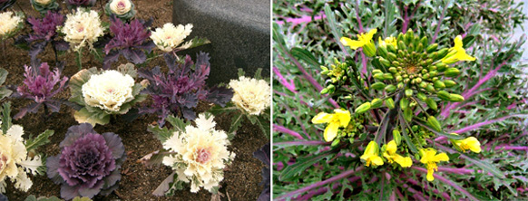 虽然羽衣甘蓝看起来很像一朵花，不过真正开花的时候就暴露真身了。图片来源：www.wm-sec.com, wiki commons