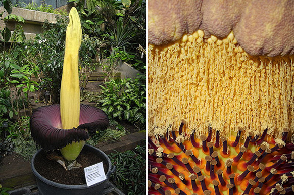泰坦魔芋的佛焰花序和特写，注意上侧的雄花和下侧的雌花。图片来源：wiki commons