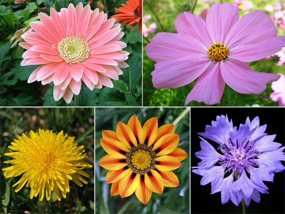 非洲菊、大波斯菊、蒲公英、勋章菊和矢车菊。你能看出它们的相同点和不同点吗？ 图片来源：wiki commons