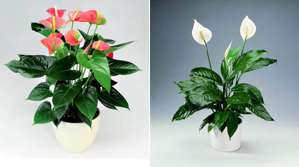 美丽的火鹤和白鹤芋也是典型的佛焰花序。图片来源：hartsnursery.com.au, passionflorale.com