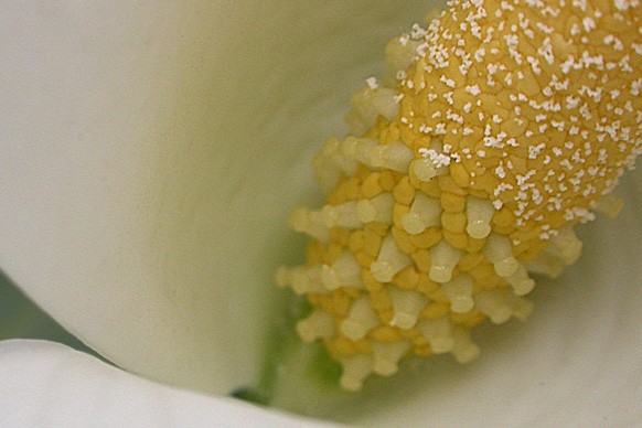 马蹄莲佛焰苞细节，展示肉穗花序。花序上部的雄蕊已经发育产生花粉，下部较大的是雌花。图片来源：botanicalgarden.ubc.ca