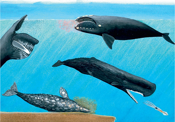 “大吃货”必备秘籍