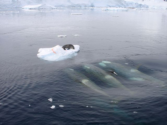 “大吃货”必备秘籍