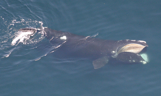 “大吃货”必备秘籍