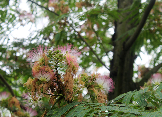 【情人节特稿】中国文化里的情人花