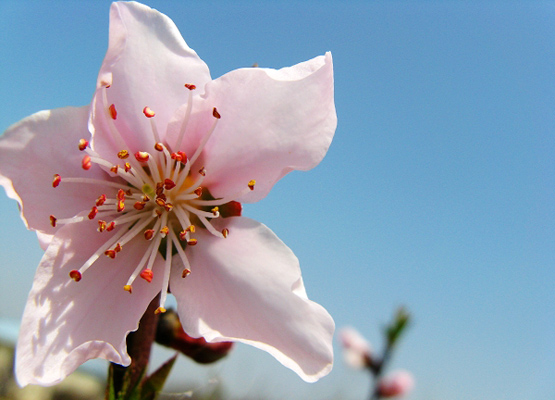 【情人节特稿】中国文化里的情人花