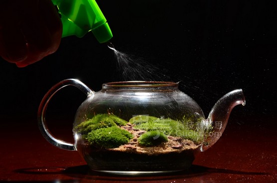 沏一壶苔藓