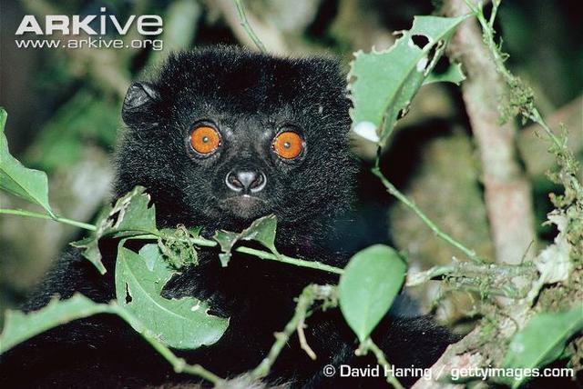 为什么雌性寿命更长？罕见灵长类研究揭示原因