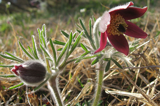 红颜踏雪：早春开花的那些类短生植物（二）