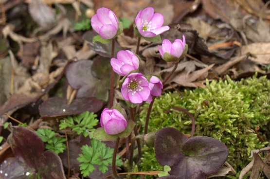 红颜踏雪：早春开花的那些类短生植物（二）