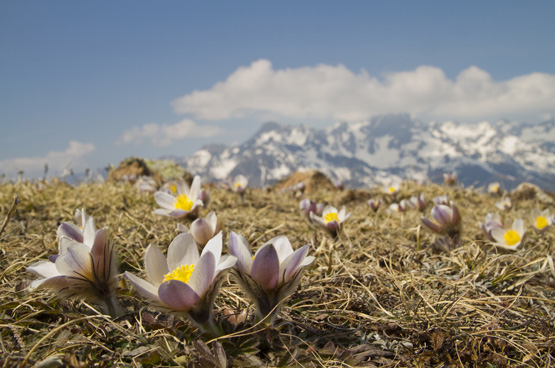 红颜踏雪：早春开花的那些类短生植物（二）