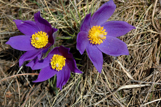 红颜踏雪：早春开花的那些类短生植物（二）