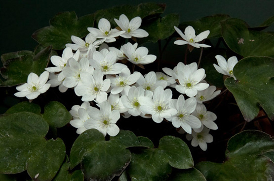 红颜踏雪：早春开花的那些类短生植物（二）