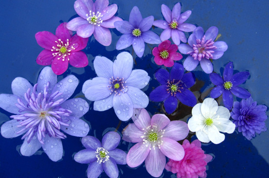 红颜踏雪：早春开花的那些类短生植物（二）