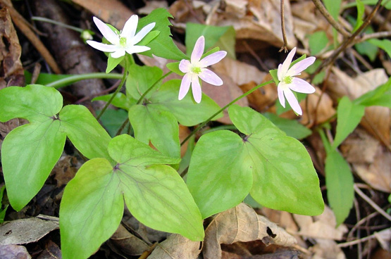 红颜踏雪：早春开花的那些类短生植物（二）