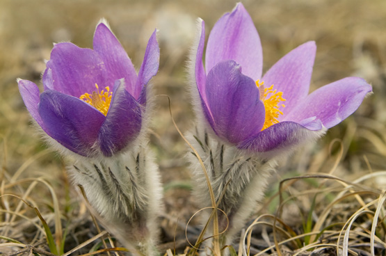 红颜踏雪：早春开花的那些类短生植物（二）