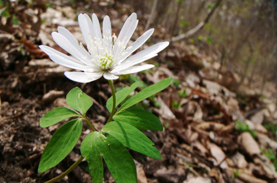 红颜踏雪：早春开花的那些类短生植物（二）
