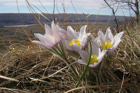 红颜踏雪：早春开花的那些类短生植物（二）