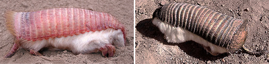 【愚人节特稿】岛国发现犰狳新种，外形奇特疑因人为