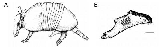 【愚人节特稿】岛国发现犰狳新种，外形奇特疑因人为