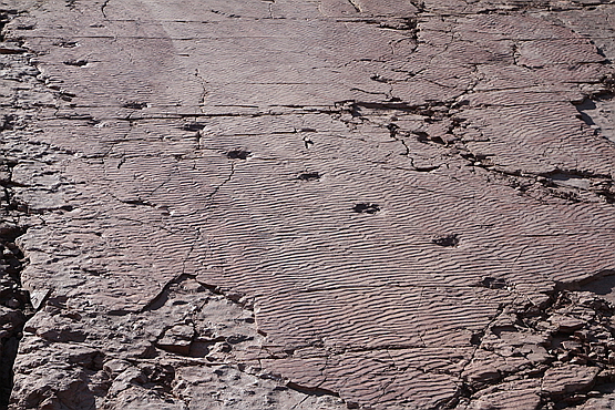 肉食恐龙游泳是“狗刨”：古生物学家发现中国首例恐龙游泳足迹化石